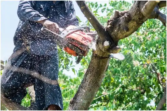 tree services Lake Caroline